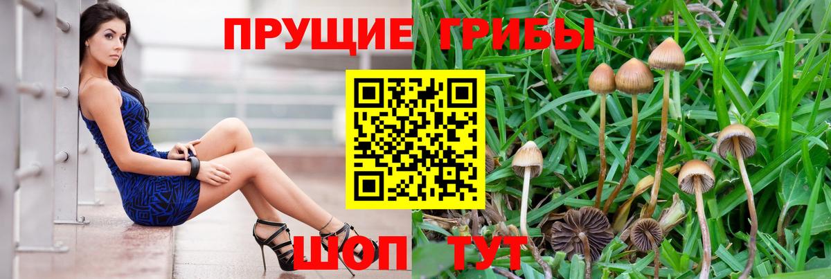 МЕФ Шадринск